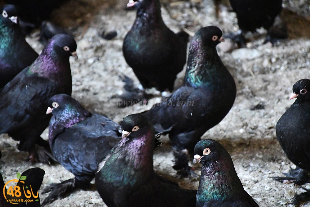 zohdi 3ashoor (12).jpeg